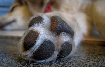 Cachorro ganha direito a pensão alimentícia para tratamento de doença após divórcio dos tutores