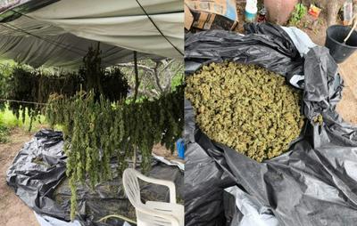 Polícia Militar erradica 10 mil pés de maconha em Monte Santo