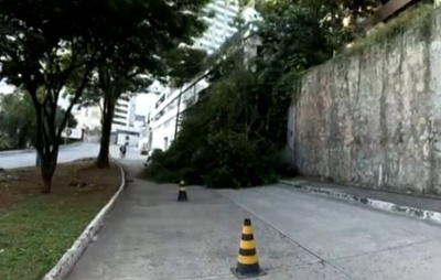 Árvore cai e interdita trânsito no Canela, em Salvador