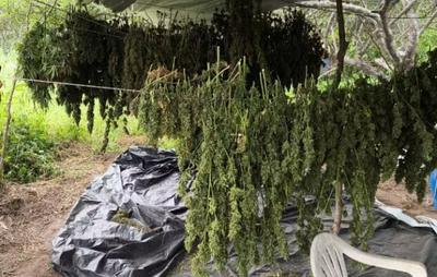 Trio é preso em plantação com dez mil pés de maconha no norte baiano