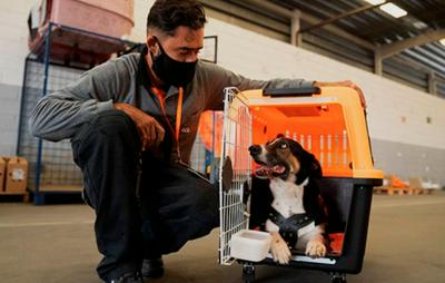 Conselho Federal de Medicina Veterinária pede regulamentação para transporte de animais