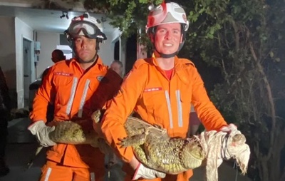 Corpo de Bombeiros resgata jacaré em residência em Guanambi