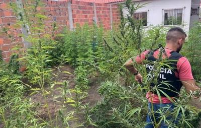 Polícia Civil erradica plantação de maconha em Feira de Santana; homem foi preso em flagrante