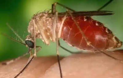 Opas eleva risco de febre do Oropouche nas Américas para alto