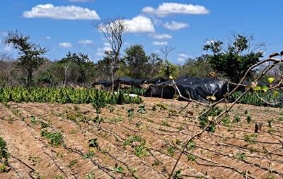 Operação conjunta encontra cultivo de maconha em Irecê