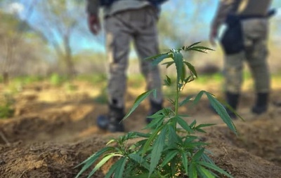 PM destrói mais de 11 mil pés de maconha em cidade no interior da Bahia