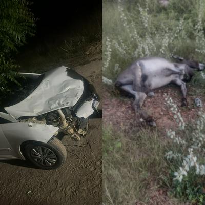 Motorista colide com animal 2 dias depois de caso semelhante com mortes no Norte baiano