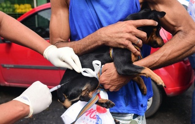 Vacinação antirrábica e castração gratuita para pets seguem disponíveis em unidades municipais